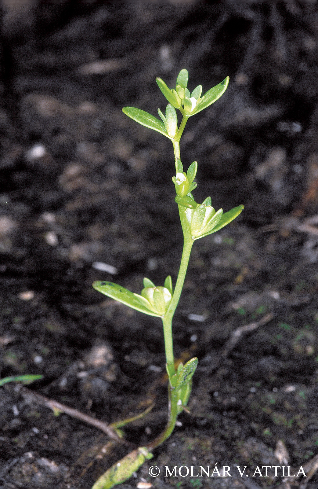 Veronica peregrina L.