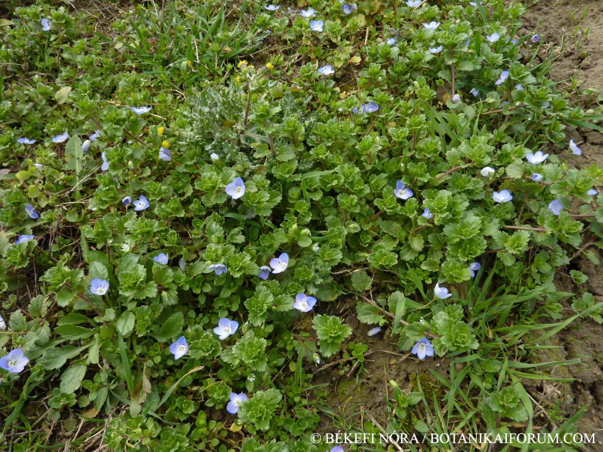 Veronica persica Poir.