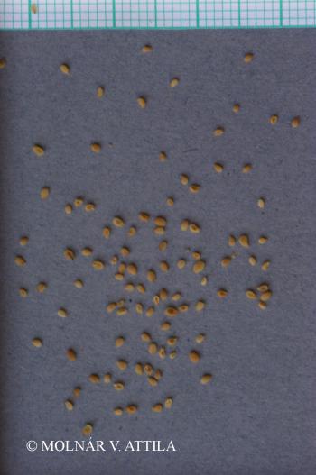 Veronica polita Fr. 2.Image