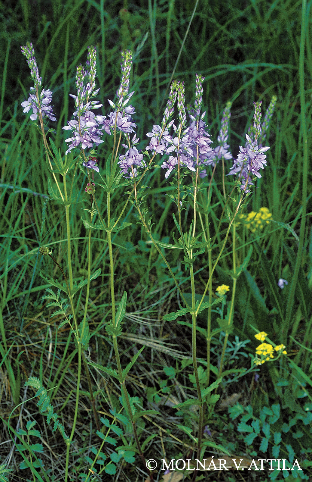 Veronica prostrata L.