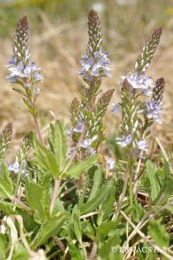 Veronica prostrata L. 2.Image