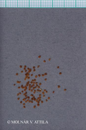 Veronica prostrata L. 3.Image