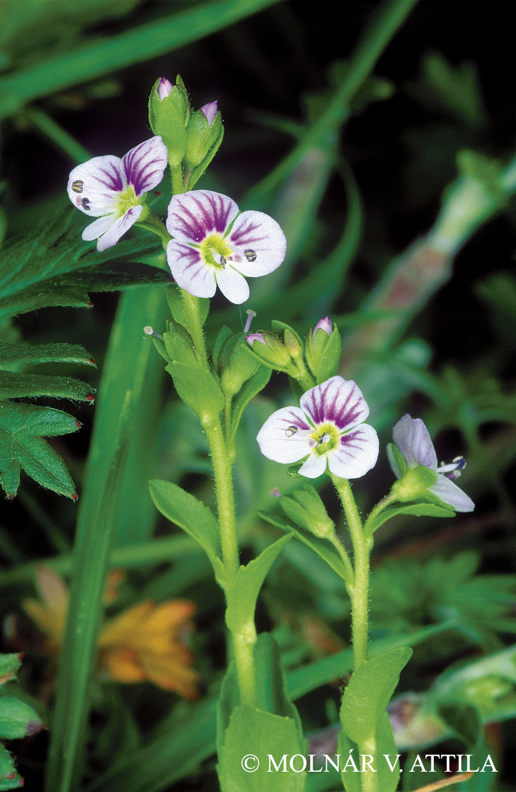 Veronica serpyllifolia L.
