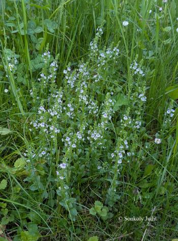 Veronica serpyllifolia L. 3.Kép