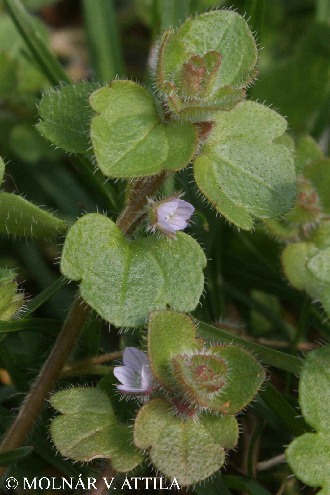 Veronica sublobata M.A. Fisch.