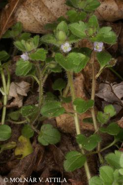 Veronica sublobata M.A. Fisch. 2.Image