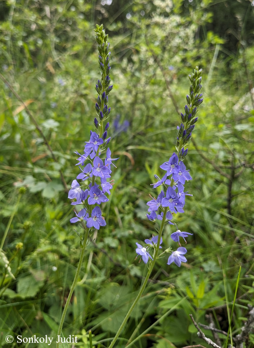 Veronica teucrium L.