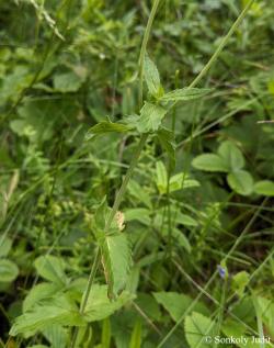 Veronica teucrium L. 2.Image