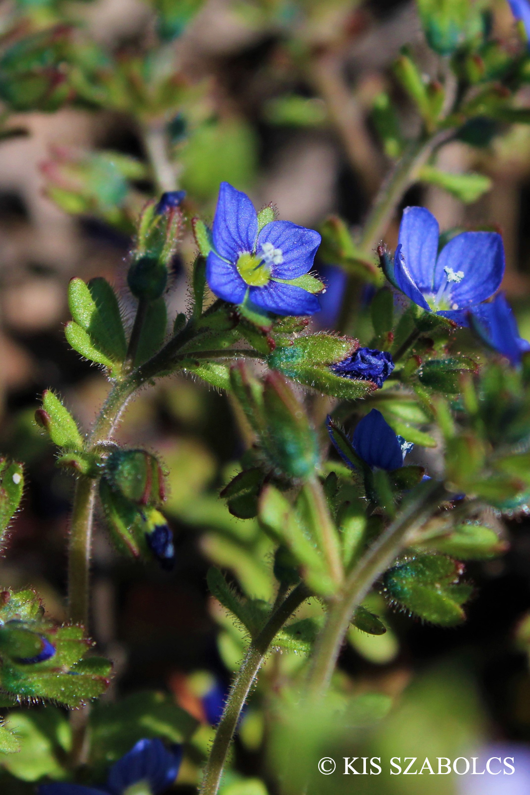 Veronica triphyllos L.