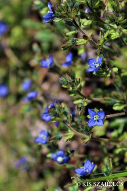 Veronica triphyllos L. 2.Image