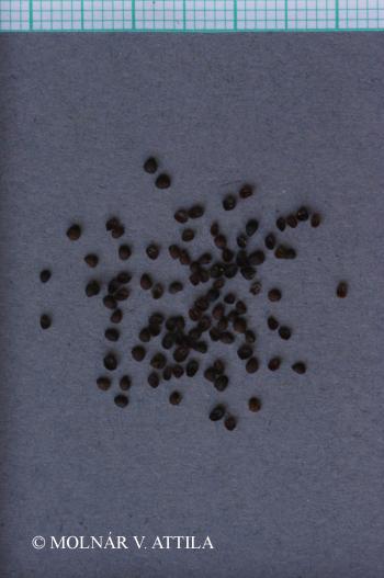 Veronica triphyllos L. 3.Image