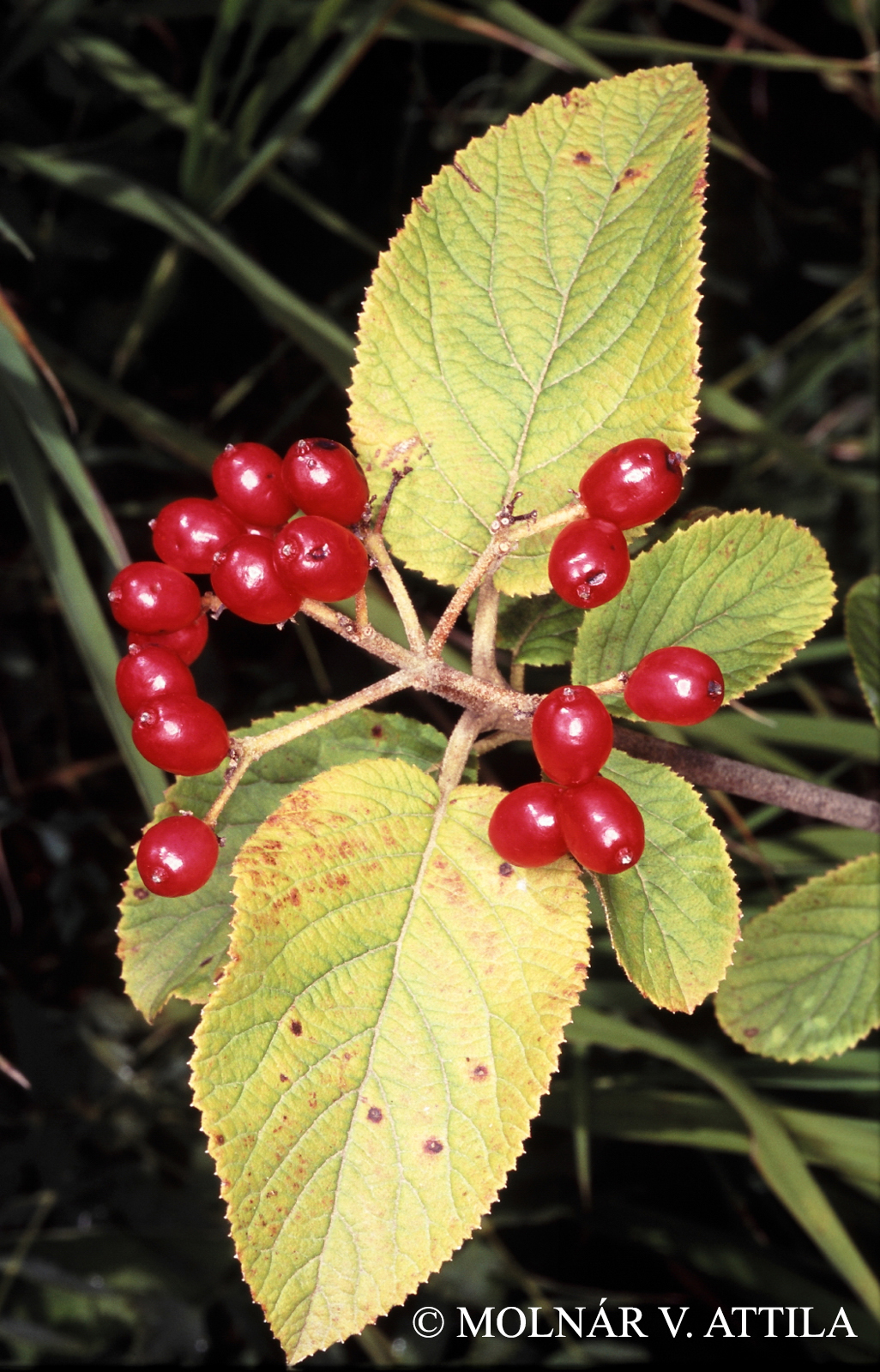 Viburnum lantana L.