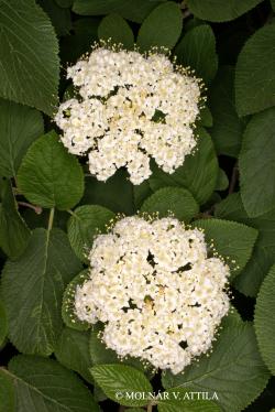 Viburnum lantana L. 2.Image