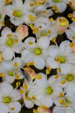 Viburnum lantana L. 3.Image