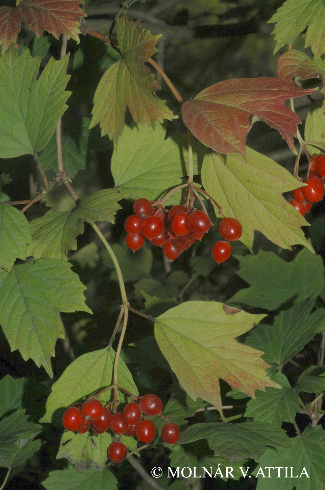 Viburnum opulus L.
