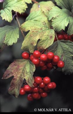 Viburnum opulus L. 2.Image