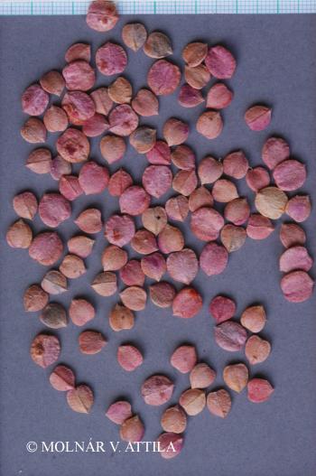 Viburnum opulus L. 3.Image