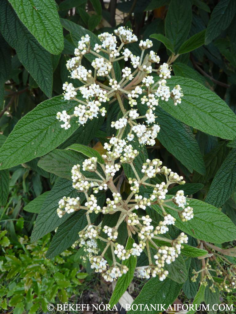 Viburnum rhytidophyllum Hemsl.