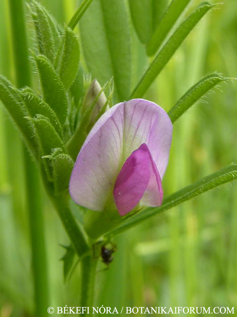 Vicia angustifolia L.