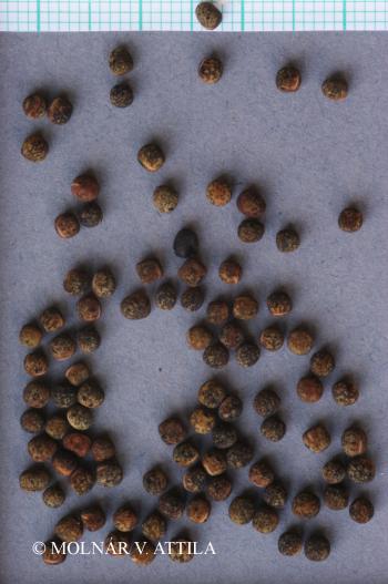 Vicia angustifolia L. 2.Kép