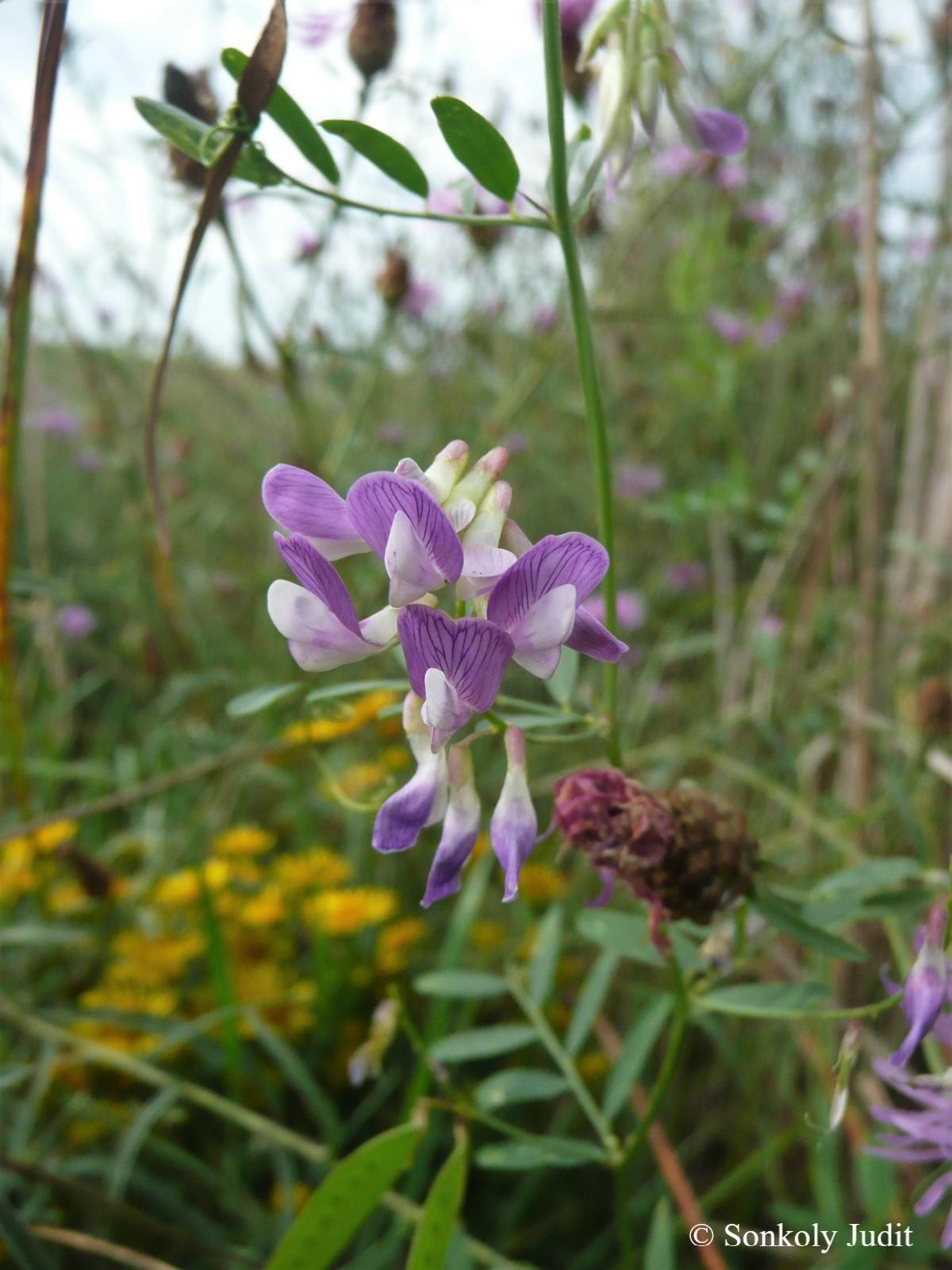 Vicia biennis L.