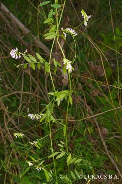 Vicia biennis L. 2.Kép