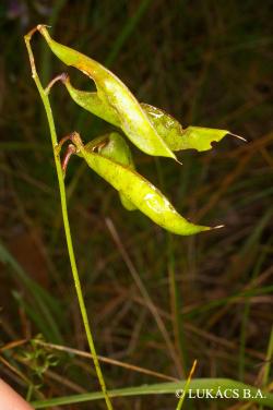 Vicia biennis L. 3.Kép