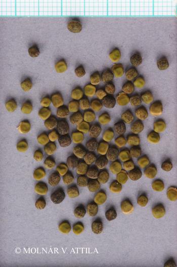 Vicia biennis L. 4.Kép