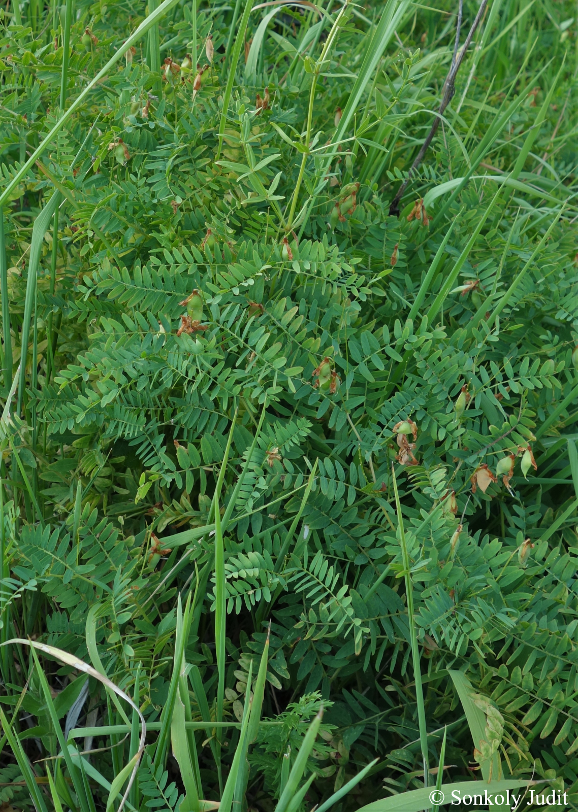 Vicia cassubica L.