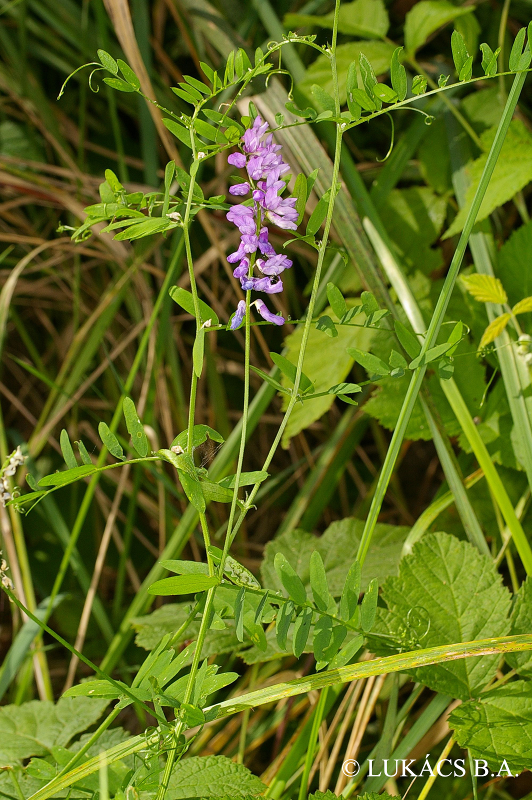 Vicia cracca L.