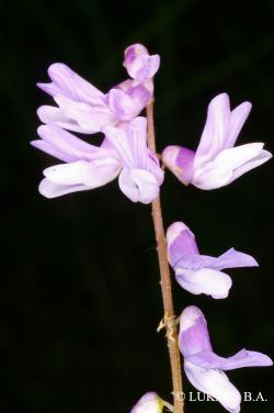 Vicia cracca L. 2.Kép
