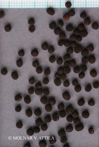 Vicia cracca L. 4.Kép