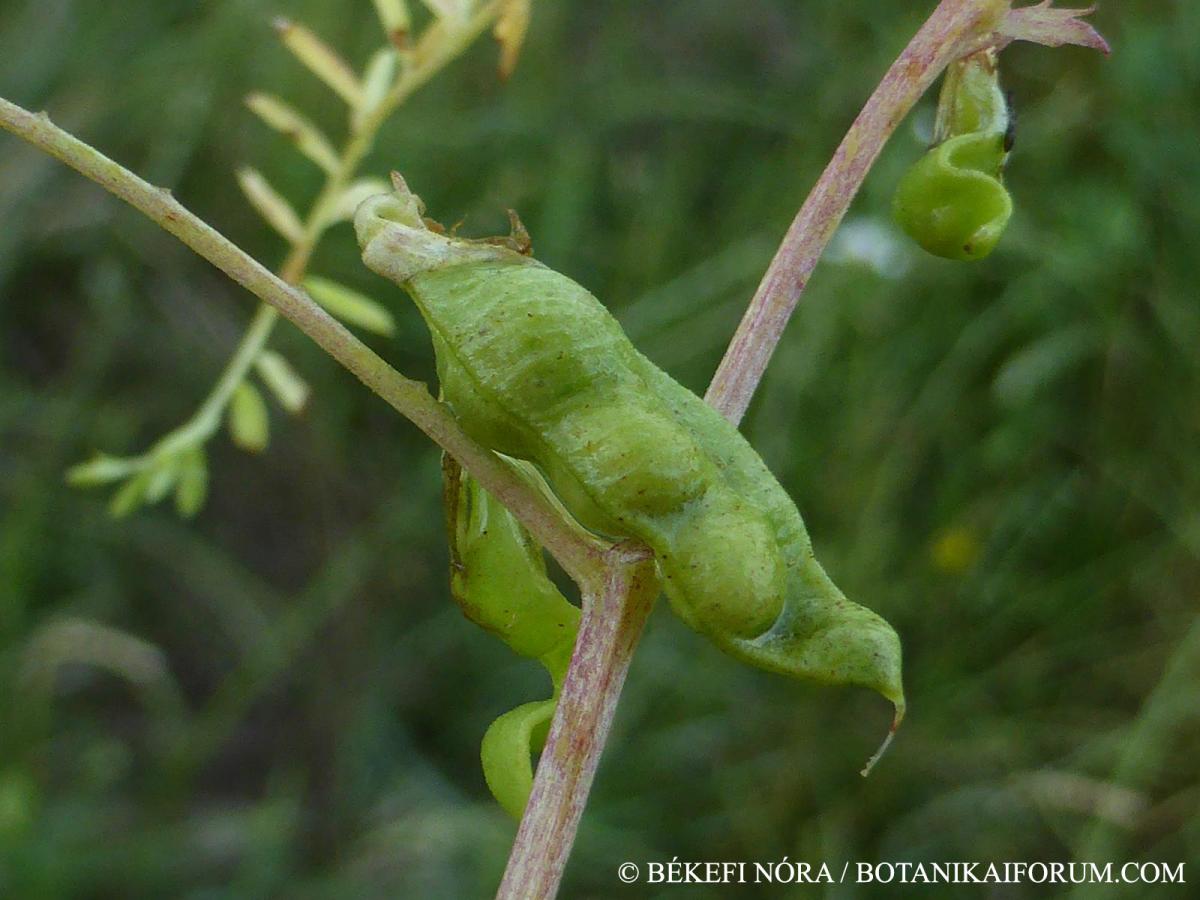 Vicia ervilia (L.) Willd.