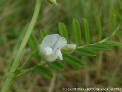 Vicia ervilia (L.) Willd. 2.Kép