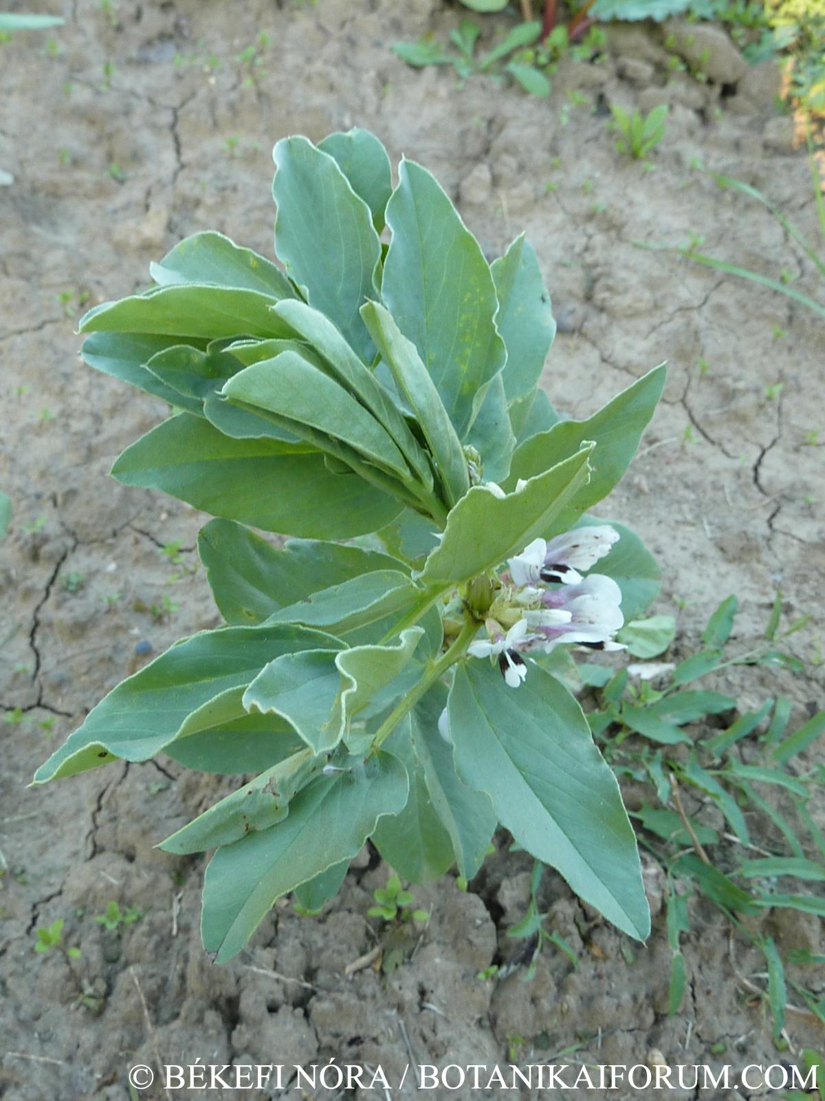 Vicia faba L.