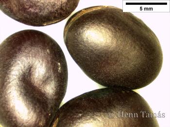 Vicia faba L. 2.Kép