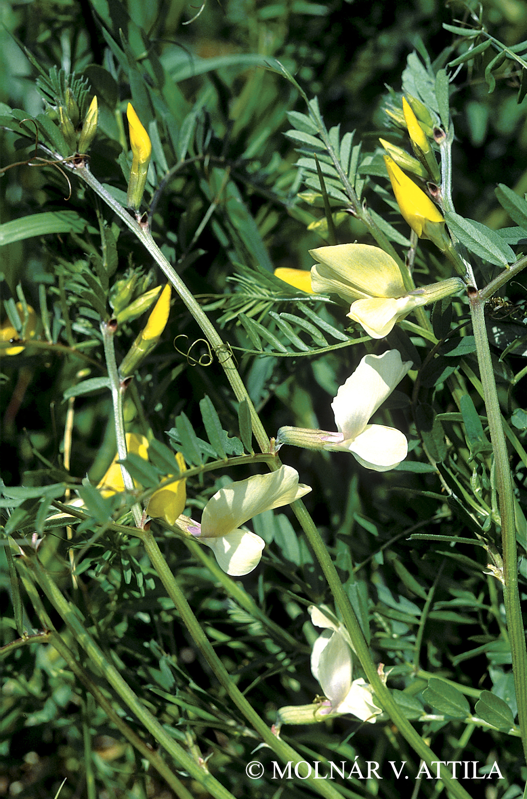 Vicia grandiflora Scop.
