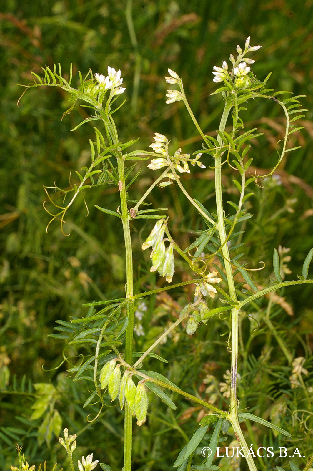 Vicia hirsuta (L.) S.F. Gray