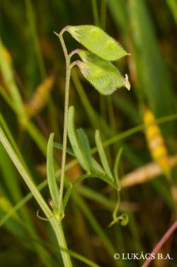 Vicia hirsuta (L.) S.F. Gray 2.Kép