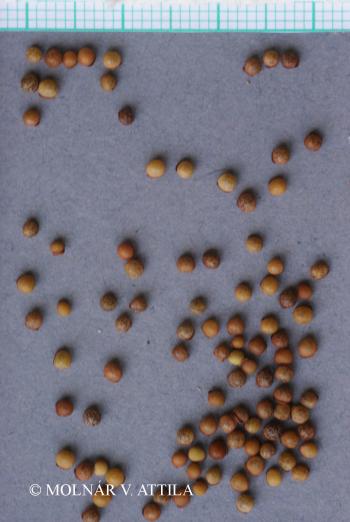 Vicia hirsuta (L.) S.F. Gray 3.Kép