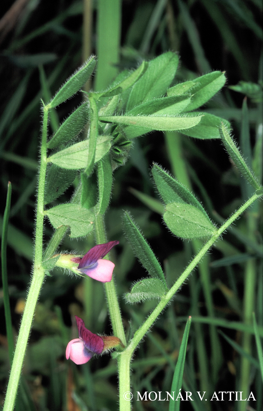 Vicia lathyroides L.