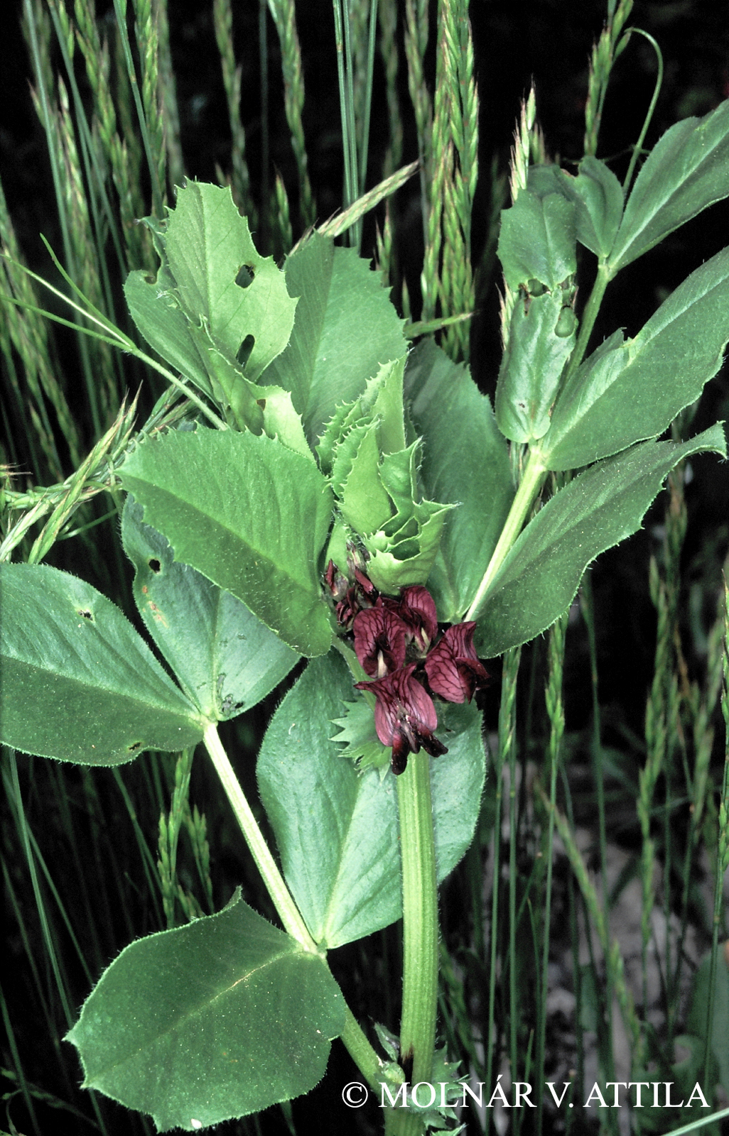 Vicia narbonensis L.