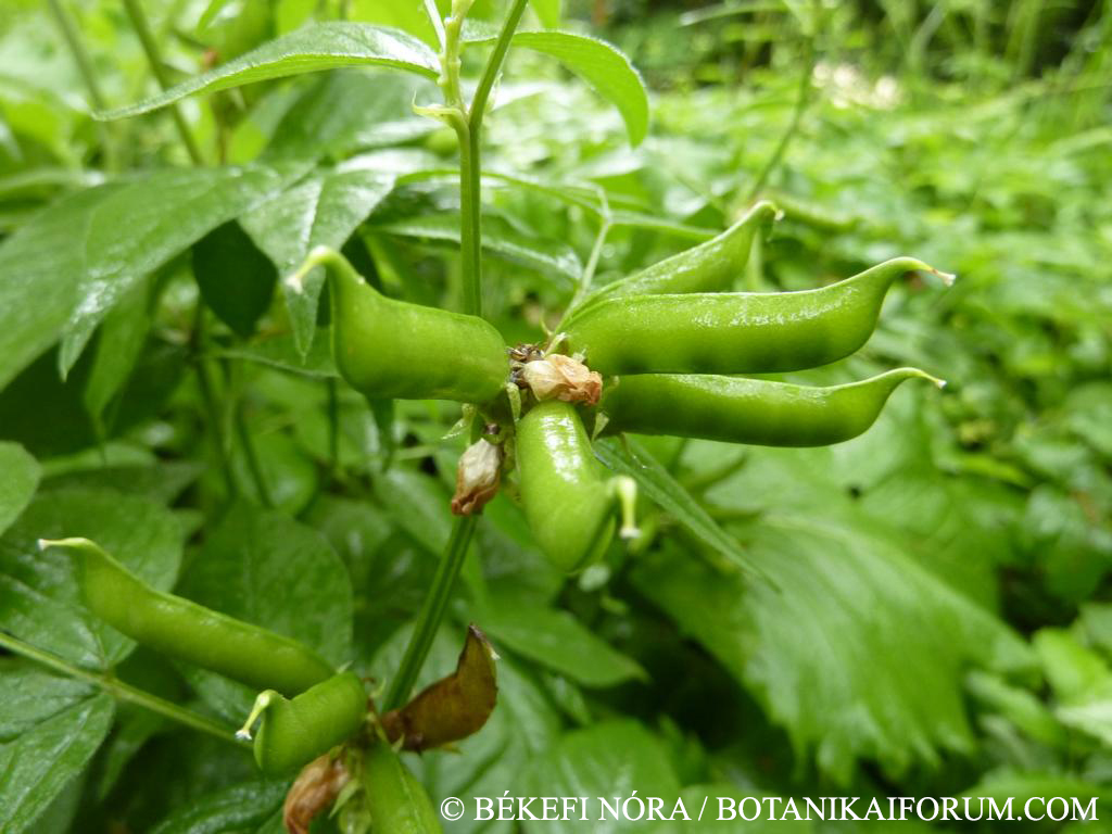 Vicia oroboides Wulfen