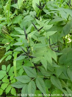 Vicia oroboides Wulfen 2.Kép