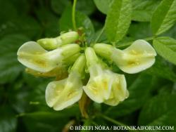 Vicia oroboides Wulfen 3.Kép