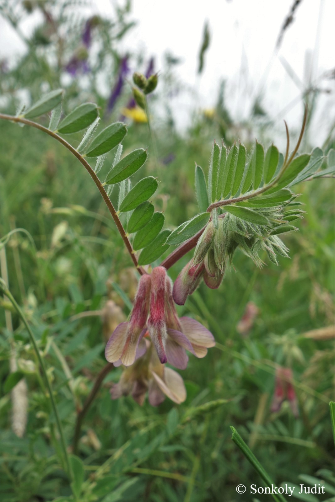 Vicia pannonica Crantz
