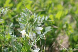 Vicia pannonica Crantz 2.Kép