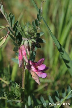 Vicia pannonica Crantz 3.Kép
