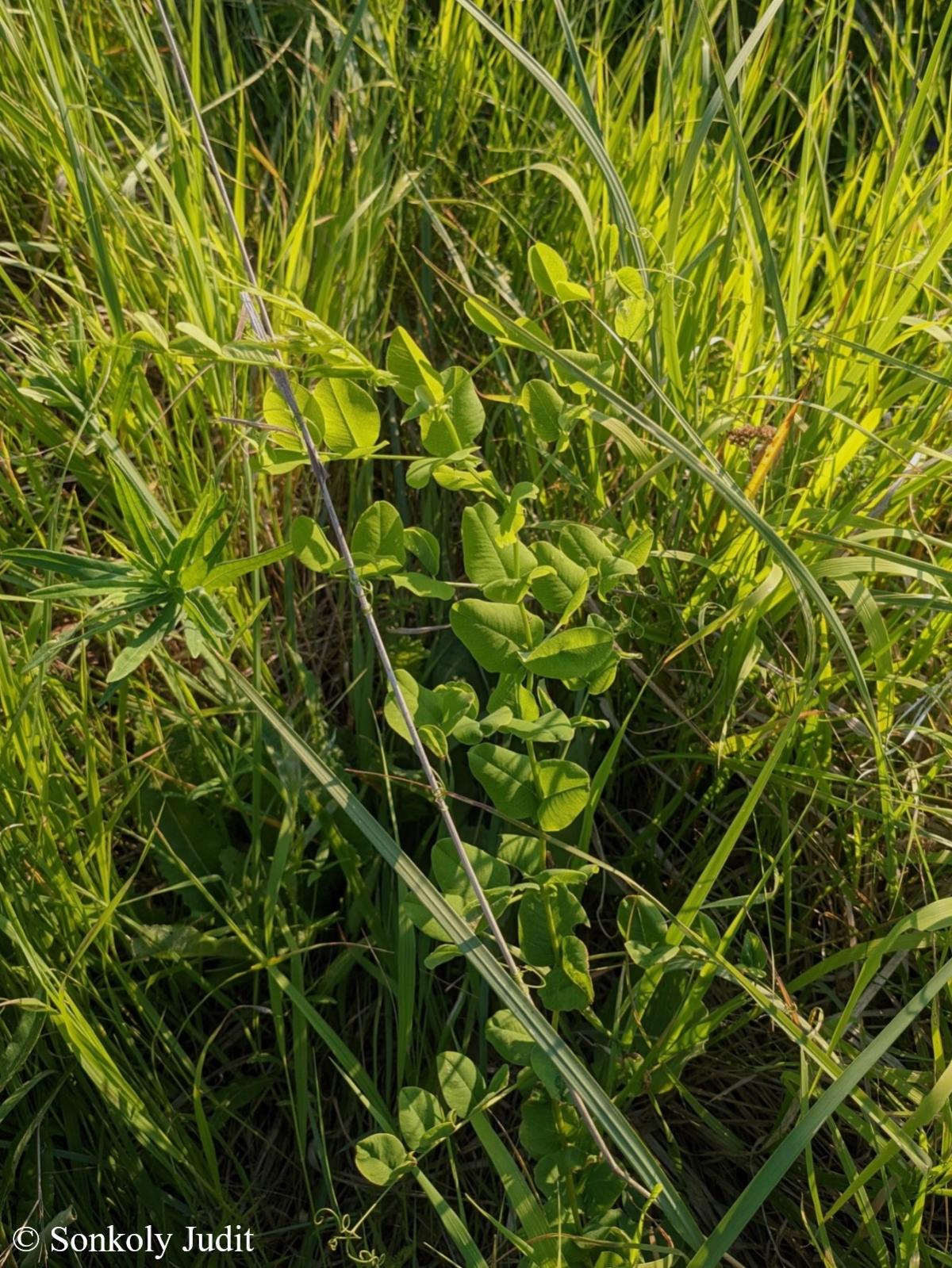 Vicia pisiformis L.
