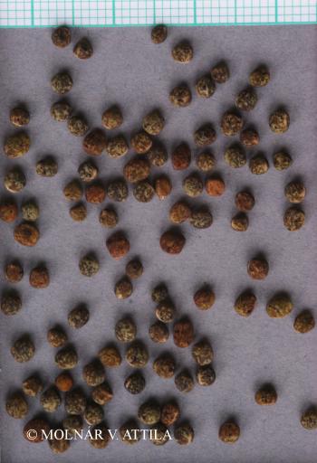 Vicia sativa L. 2.Kép